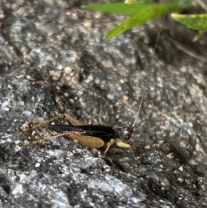 Trigonidium sp. (genus) at Aranda, ACT - 30 Nov 2023