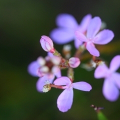 Stylidium sp. (Trigger Plant) at Wallum - 22 Oct 2023 by mmpix