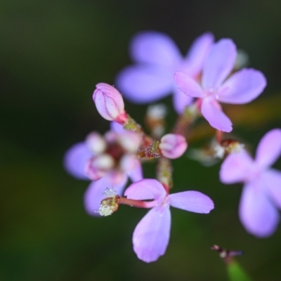 Stylidium sp. (Trigger Plant) at Wallum - 23 Oct 2023 by mmpix