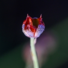 Xyris sp. at Wallum - 23 Oct 2023 by mmpix