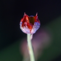 Unidentified Lily or Iris at Wallum - 22 Oct 2023 by mmpix