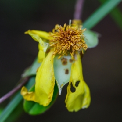 Hibbertia scandens (Climbing Guinea Flower) at Brunswick Heads, NSW - 17 Sep 2023 by mmpix