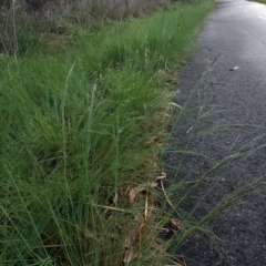 Eragrostis curvula (African Lovegrass) at Curtin, ACT - 30 Nov 2023 by Steve818