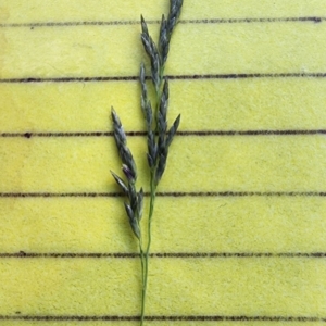 Eragrostis curvula at Curtin, ACT - 30 Nov 2023