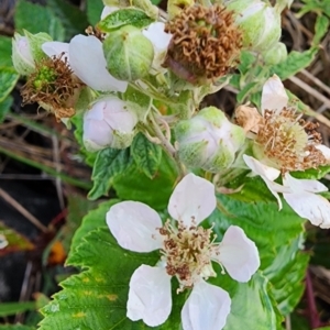 Rubus fruticosus species aggregate at Curtin, ACT - 10 Jan 2024