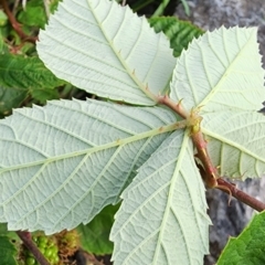 Rubus fruticosus species aggregate at Curtin, ACT - 10 Jan 2024