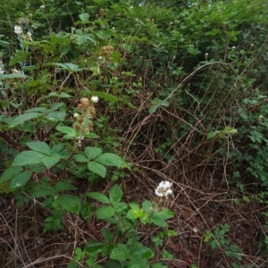 Rubus fruticosus species aggregate at Deakin, ACT - 10 Jan 2024