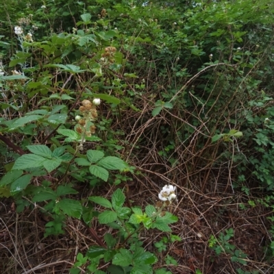 Rubus fruticosus sp. aggregate (Blackberry) at Deakin, ACT - 9 Jan 2024 by Steve818