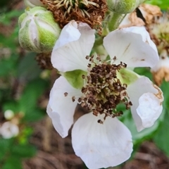 Rubus fruticosus species aggregate at Deakin, ACT - 10 Jan 2024