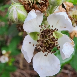 Rubus fruticosus species aggregate at Deakin, ACT - 10 Jan 2024