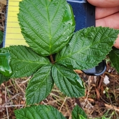 Rubus fruticosus species aggregate at Deakin, ACT - 10 Jan 2024