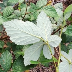 Rubus fruticosus species aggregate at Deakin, ACT - 10 Jan 2024