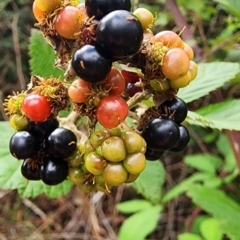 Rubus fruticosus species aggregate at Deakin, ACT - 10 Jan 2024