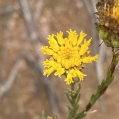 Rutidosis leptorhynchoides (Button Wrinklewort) at Molonglo River Reserve - 30 Nov 2023 by SteveBorkowskis