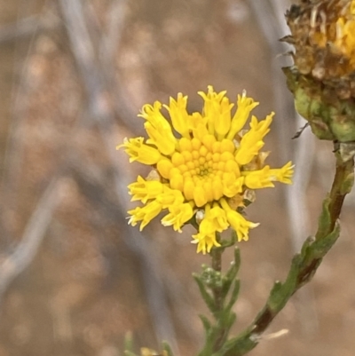 Rutidosis leptorhynchoides (Button Wrinklewort) at Kama - 30 Nov 2023 by SteveBorkowskis