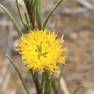 Rutidosis leptorhynchoides at Molonglo River Reserve - 30 Nov 2023