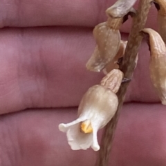 Gastrodia sesamoides at City Renewal Authority Area - 3 Nov 2023