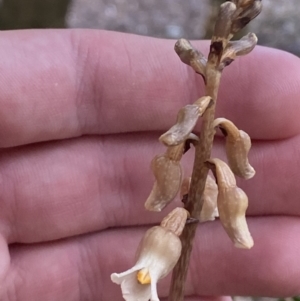 Gastrodia sesamoides at City Renewal Authority Area - 3 Nov 2023