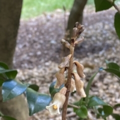 Gastrodia sesamoides at City Renewal Authority Area - 3 Nov 2023