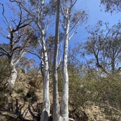 Eucalyptus rossii (Inland Scribbly Gum) at Bullen Range - 2 Nov 2023 by Tapirlord