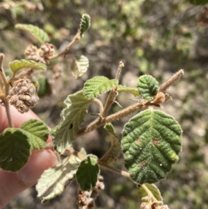 Pomaderris subcapitata at Bullen Range - 2 Nov 2023