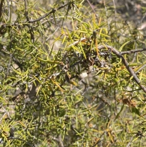 Acacia ulicifolia at Bullen Range - 2 Nov 2023 01:45 PM