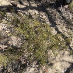 Acacia ulicifolia at Bullen Range - 2 Nov 2023 01:45 PM