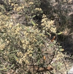 Pomaderris pallida at Bullen Range - 2 Nov 2023 01:22 PM