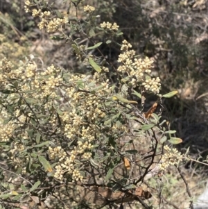 Pomaderris pallida at Bullen Range - 2 Nov 2023 01:22 PM