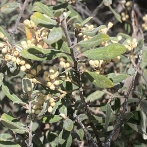 Pomaderris pallida at Bullen Range - 2 Nov 2023 01:22 PM