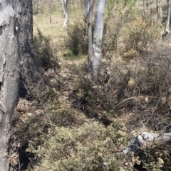 Pomaderris pallida at Bullen Range - 2 Nov 2023 01:22 PM