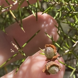 Dillwynia sieberi at Bullen Range - 2 Nov 2023