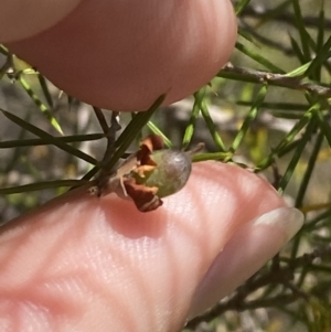 Dillwynia sieberi at Bullen Range - 2 Nov 2023