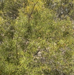 Dillwynia sieberi at Bullen Range - 2 Nov 2023