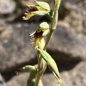 Calochilus saprophyticus at Bullen Range - 2 Nov 2023