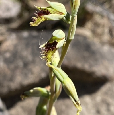 Calochilus saprophyticus (Leafless Beard Orchid) at Bullen Range - 2 Nov 2023 by Tapirlord