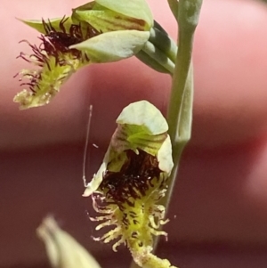 Calochilus saprophyticus at Bullen Range - 2 Nov 2023