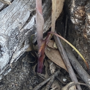 Calochilus saprophyticus at Bullen Range - 2 Nov 2023