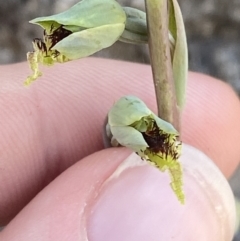 Calochilus saprophyticus at Bullen Range - 2 Nov 2023