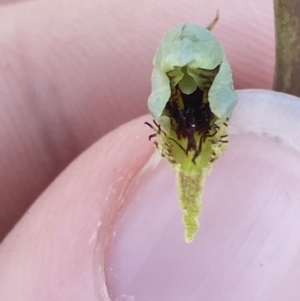 Calochilus saprophyticus at Bullen Range - 2 Nov 2023