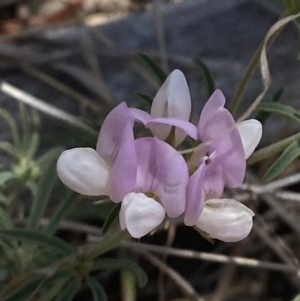 Lotus australis at Bullen Range - suppressed