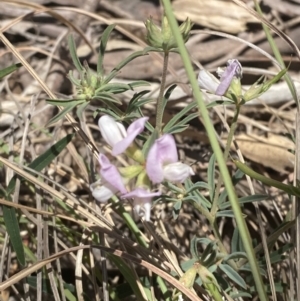 Lotus australis at Bullen Range - suppressed