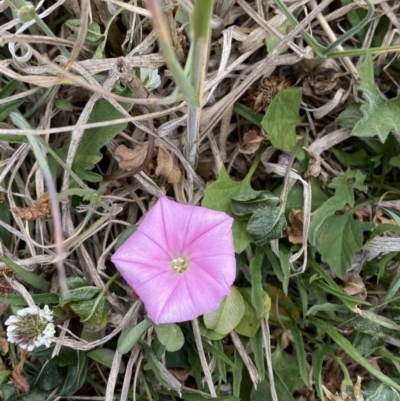 Convolvulus angustissimus subsp. angustissimus (Australian Bindweed) at Phillip, ACT - 30 Oct 2023 by Tapirlord