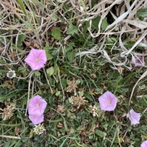 Convolvulus angustissimus subsp. angustissimus at Phillip, ACT - 30 Oct 2023 01:24 PM