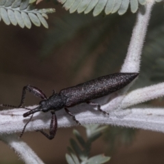 Rhinotia phoenicoptera (Belid weevil) at The Pinnacle - 23 Feb 2023 by AlisonMilton