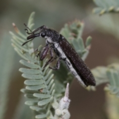 Rhinotia filiformis (A belid weevil) at Weetangera, ACT - 24 Feb 2023 by AlisonMilton