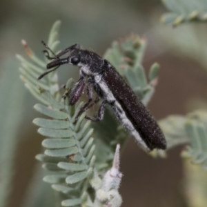 Rhinotia filiformis at The Pinnacle - 24 Feb 2023