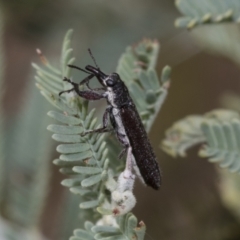 Rhinotia filiformis at The Pinnacle - 24 Feb 2023 09:50 AM