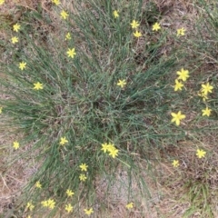 Tricoryne elatior (Yellow Rush Lily) at Hawker, ACT - 24 Nov 2023 by Jillw