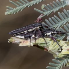 Rhinotia sp. in brunnea-group (A belid weevil) at Weetangera, ACT - 23 Feb 2023 by AlisonMilton